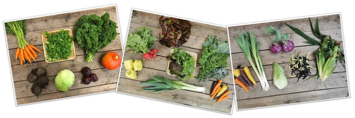 Gemüsekisten Beispiel